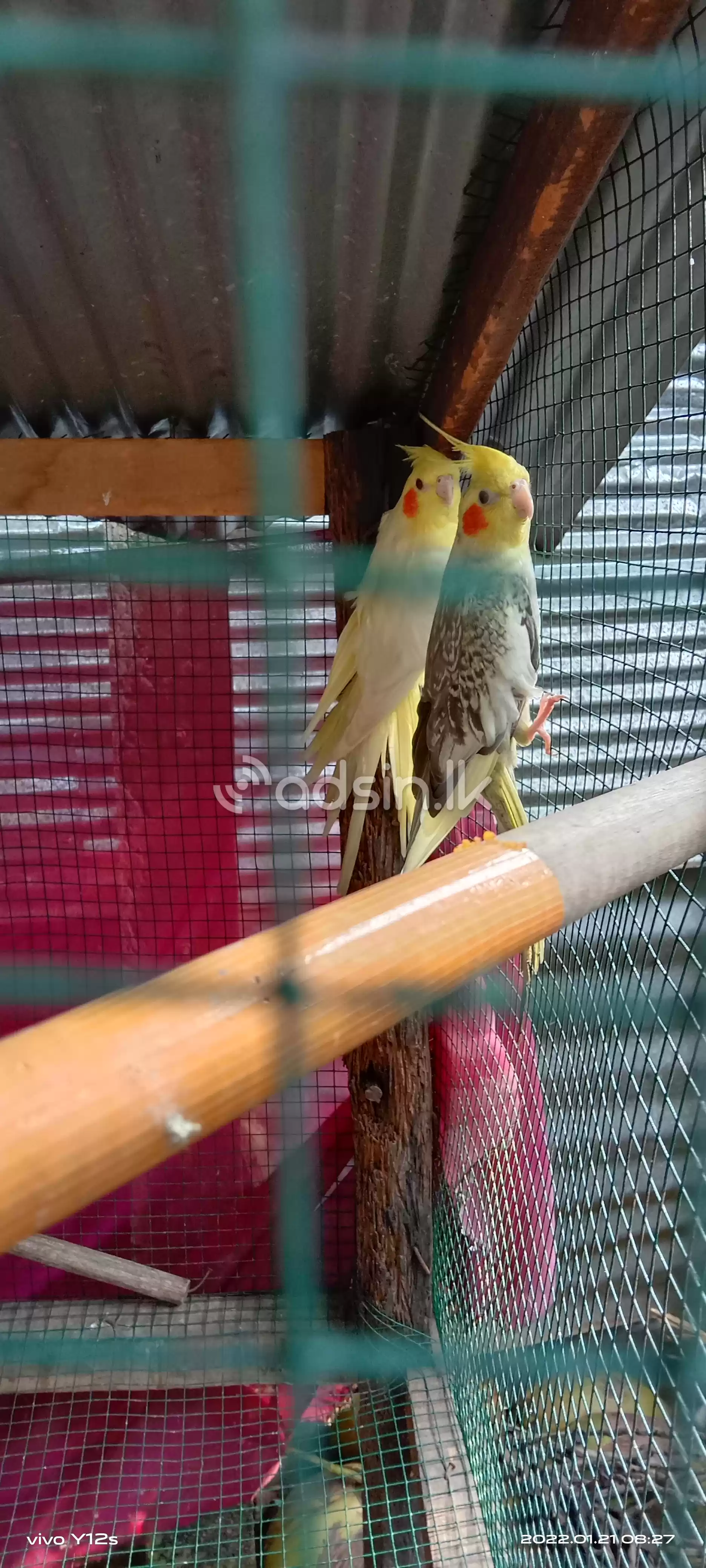 Cocktail for sale breeding pair