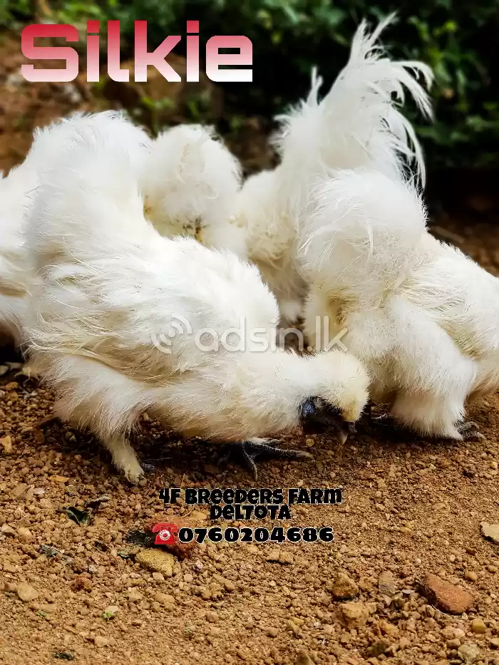 Fancy Chickens 