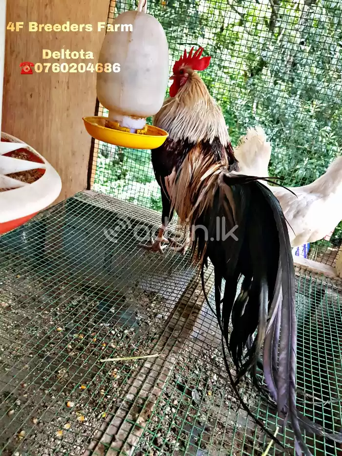 Fancy Chickens 