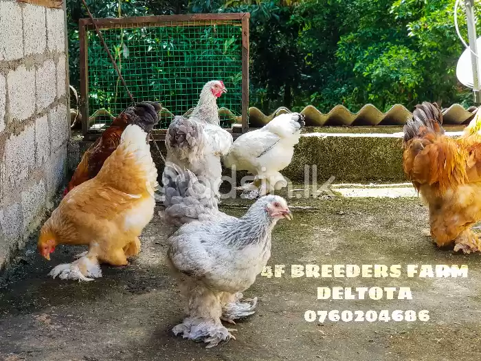 Colambian Giant Brahma 