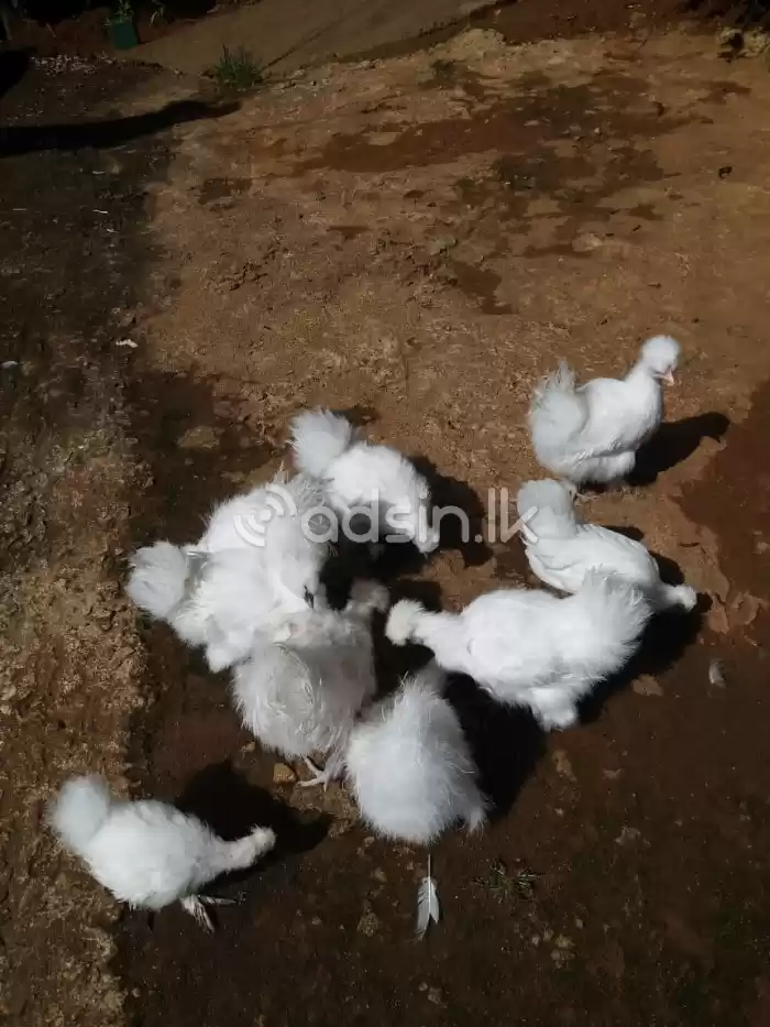 Silkie Chicks 