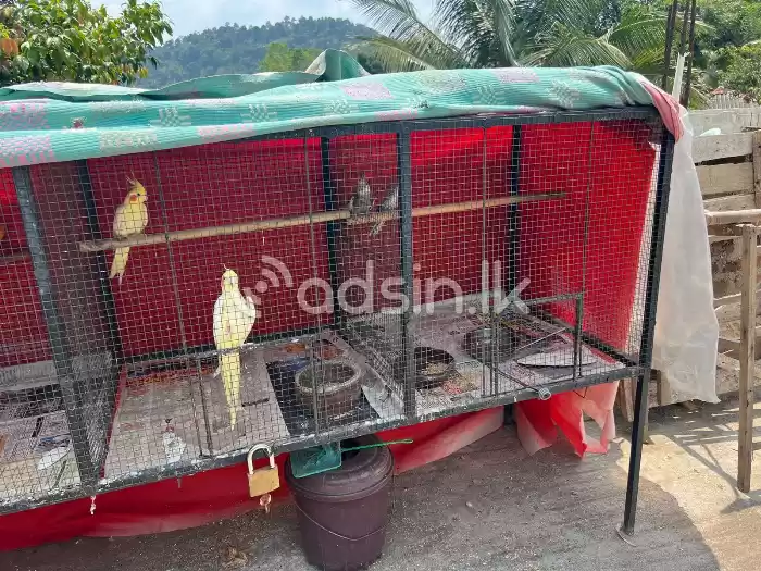 African Breeding Cage