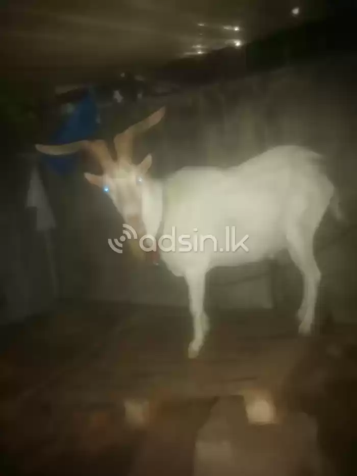Male goat