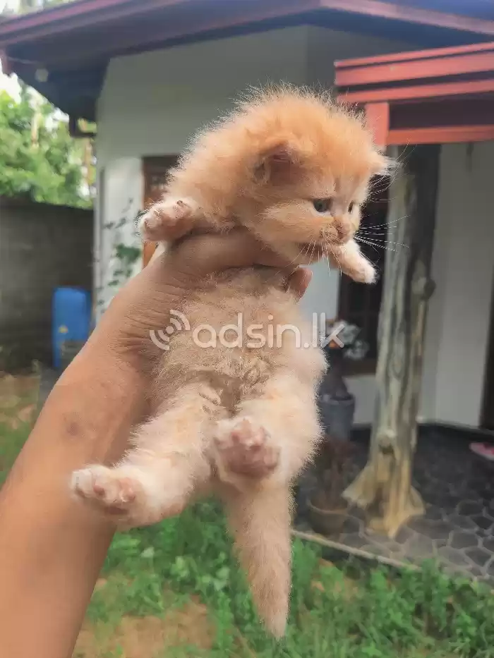 Ginger persian doll face Kitten
