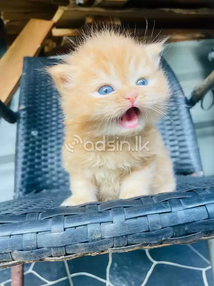 Ginger persian kitten
