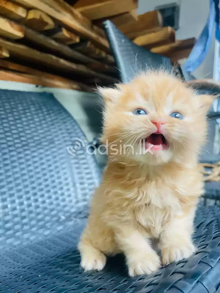 Ginger persian kitten