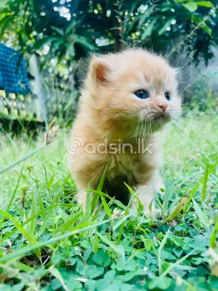Ginger persian kitten