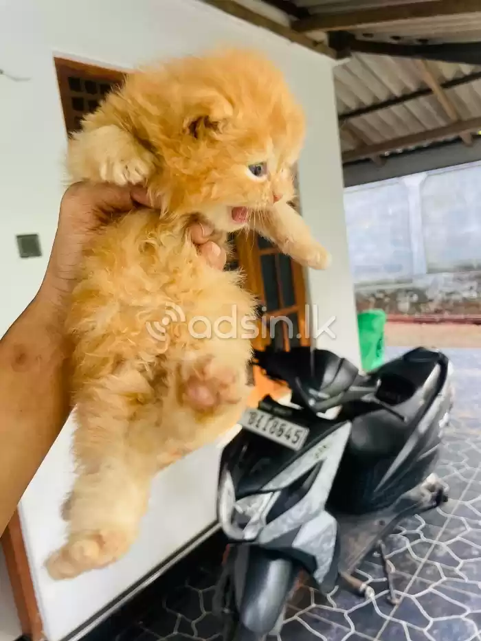 Ginger persian kitten