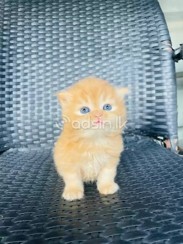 Ginger persian kitten