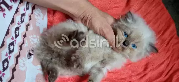 Persian Cat