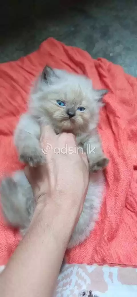Persian Cat