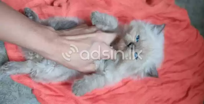 Persian Cat