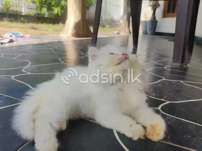 Persian Kitten