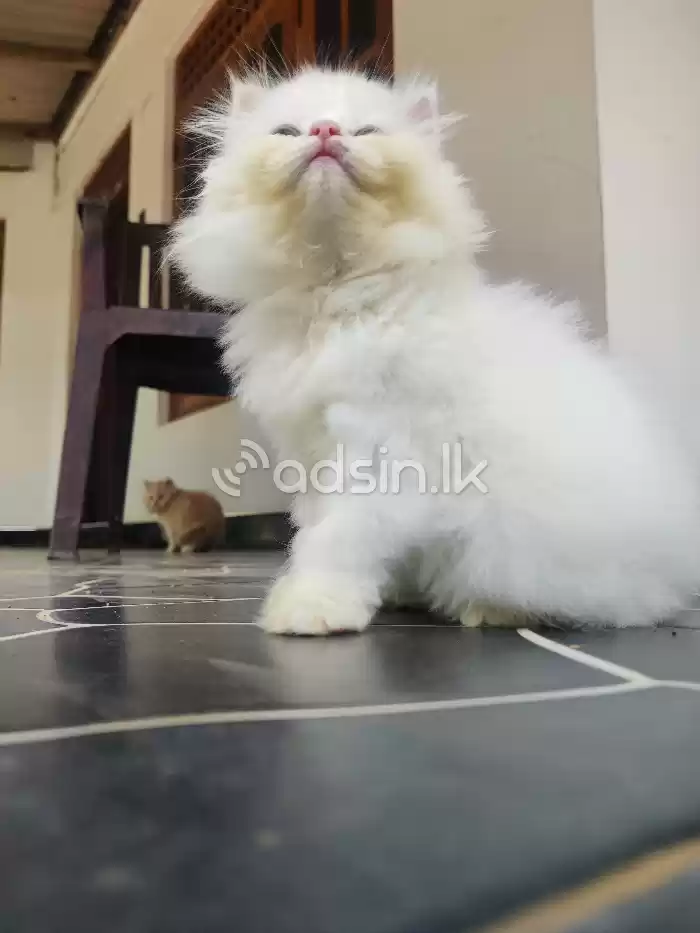 Persian Kitten