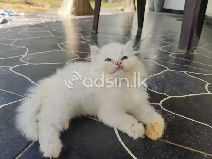 Persian Kitten