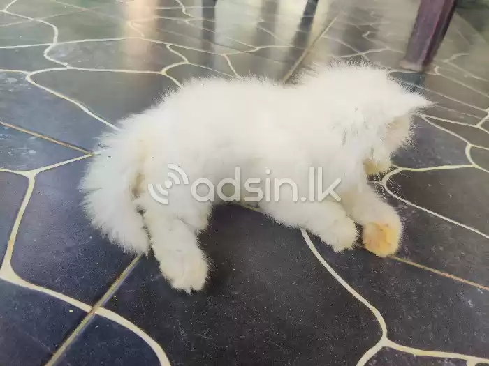 Persian Kitten
