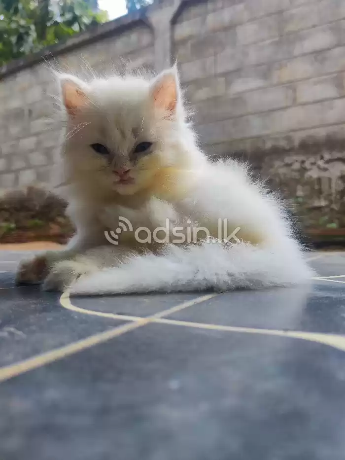 Persian Kitten