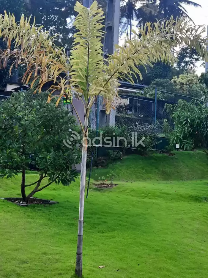 Landscaping services