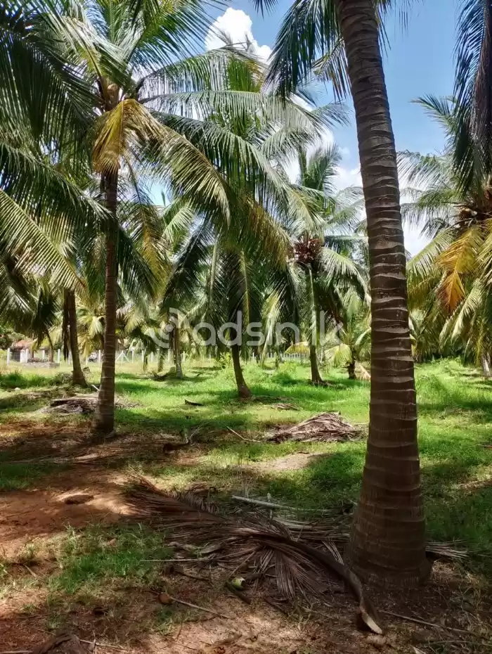 Prime coconut Cultivation for sale in Daluwa Palavi