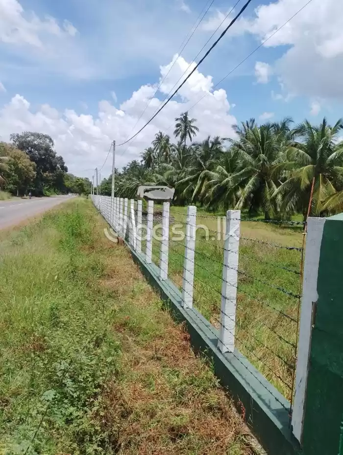 Prime Ccoconut cultivation for sale in Mundal