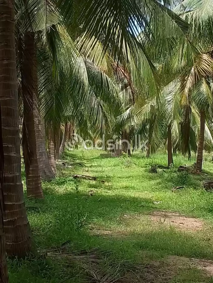 Prime Ccoconut cultivation for sale in Mundal