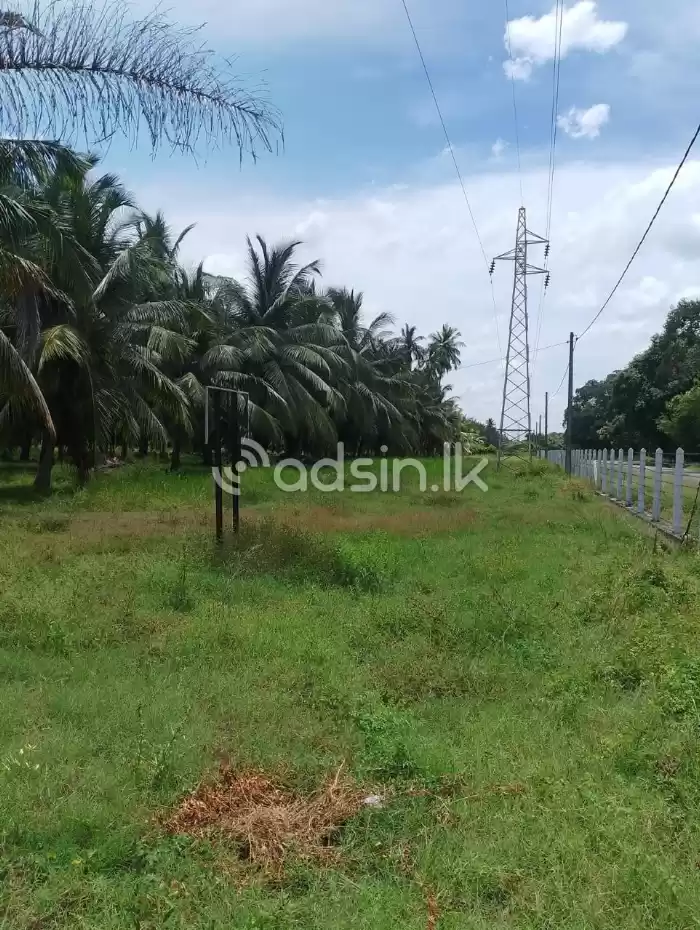 Prime Ccoconut cultivation for sale in Mundal